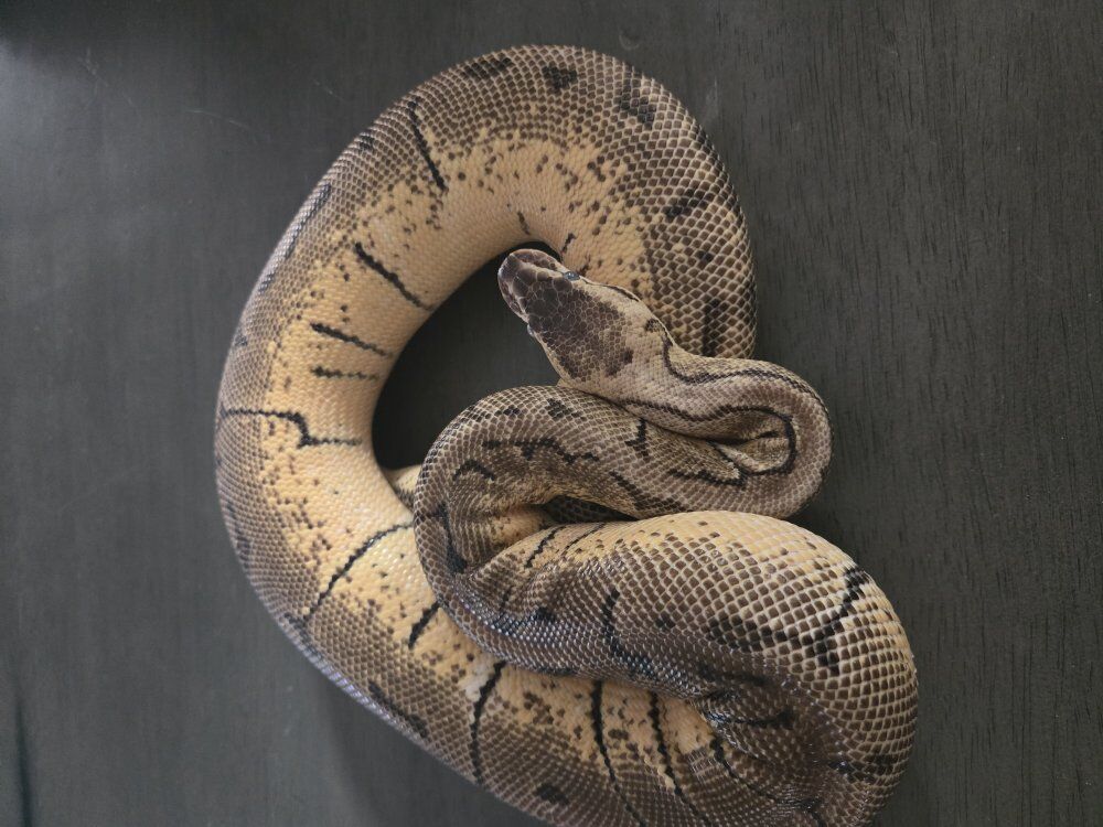 female enchi lemon blast