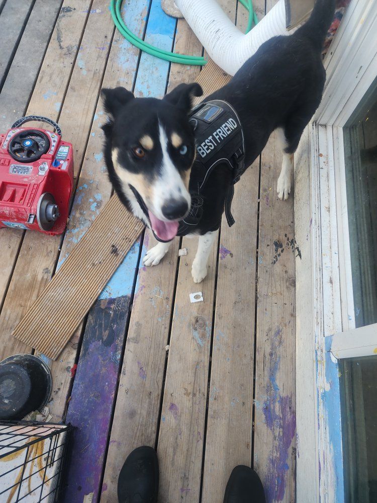 German shepherd/Husky Mix Dog - Friendly Young Dog Looking For Good Home