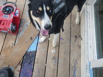 German shepherd/Husky Mix Dog - Friendly Young Dog Looking For Good Home