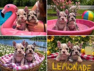 Premium French Frenchy Frenchie Bulldogs