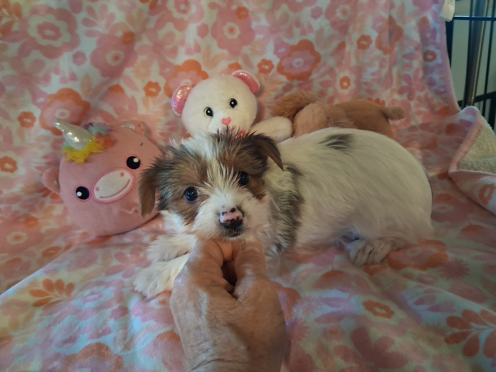 Purebred Yorkie/yorkshire terrier puppies