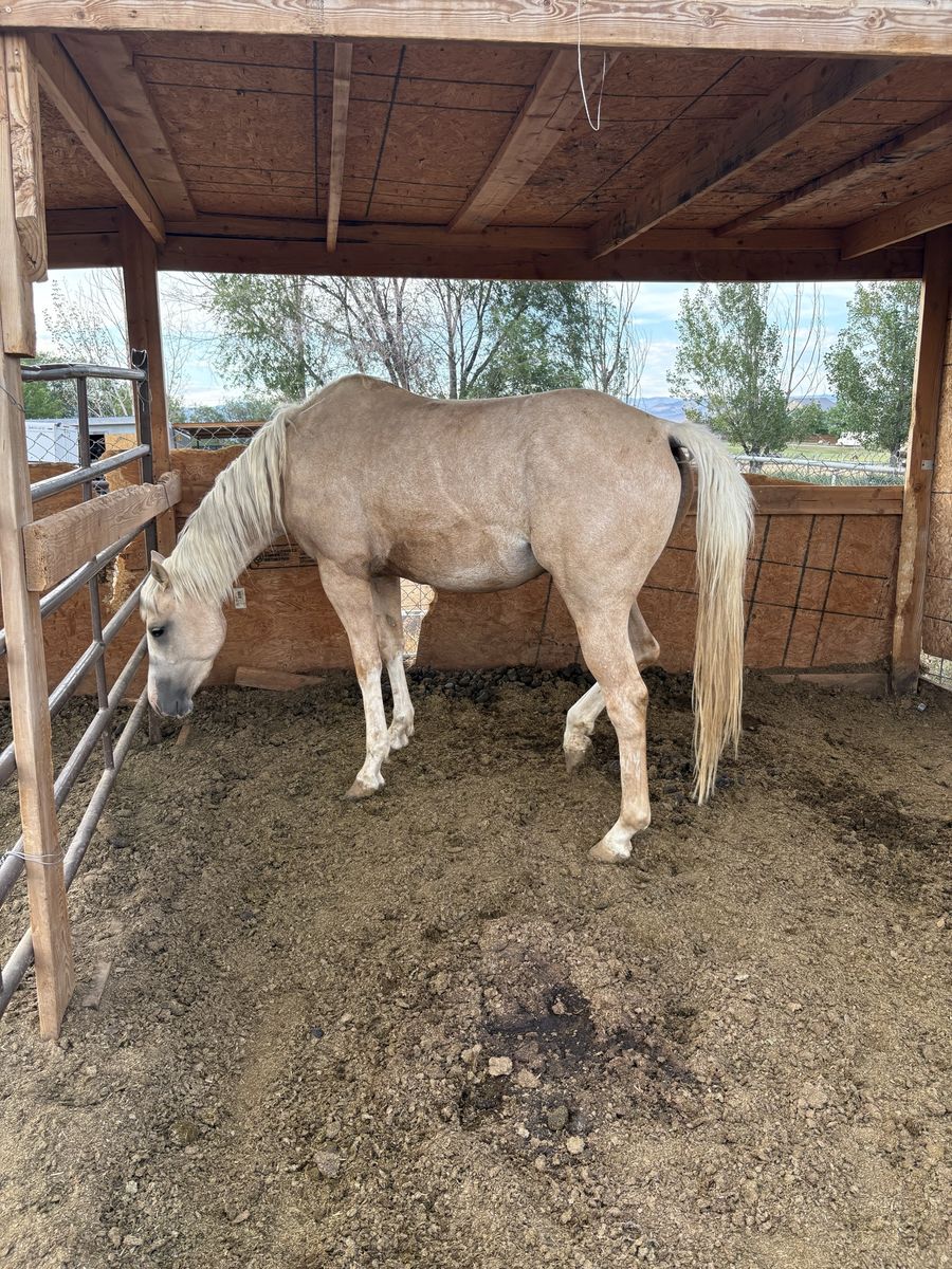 Palomino Filly