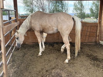 Palomino Filly
