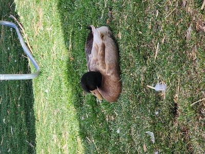 campbell drake & 4 hens