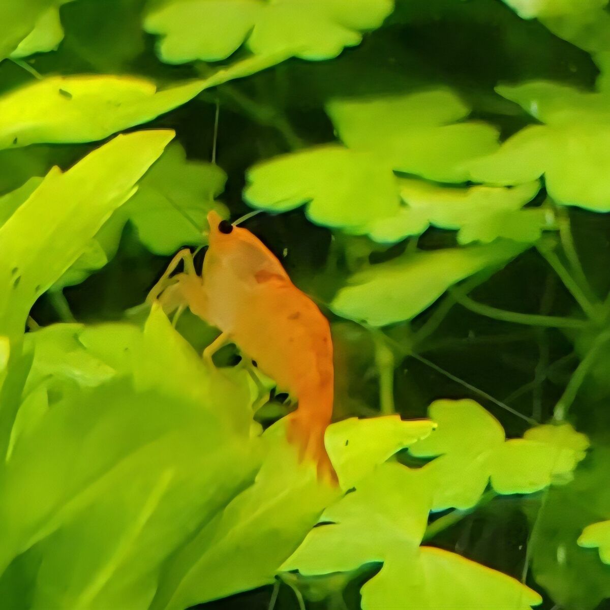 Orange Neo Shrimp