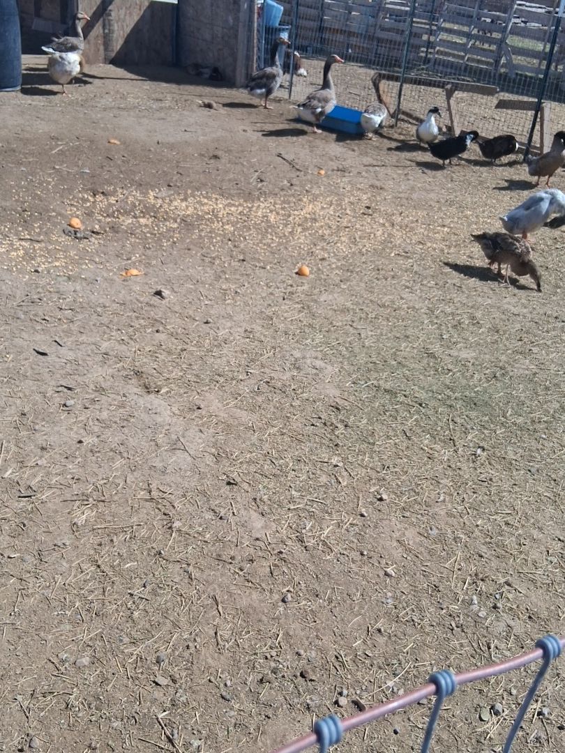 Ducks