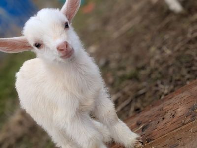 Baby Nigerian Dwarf Buckling for Sale