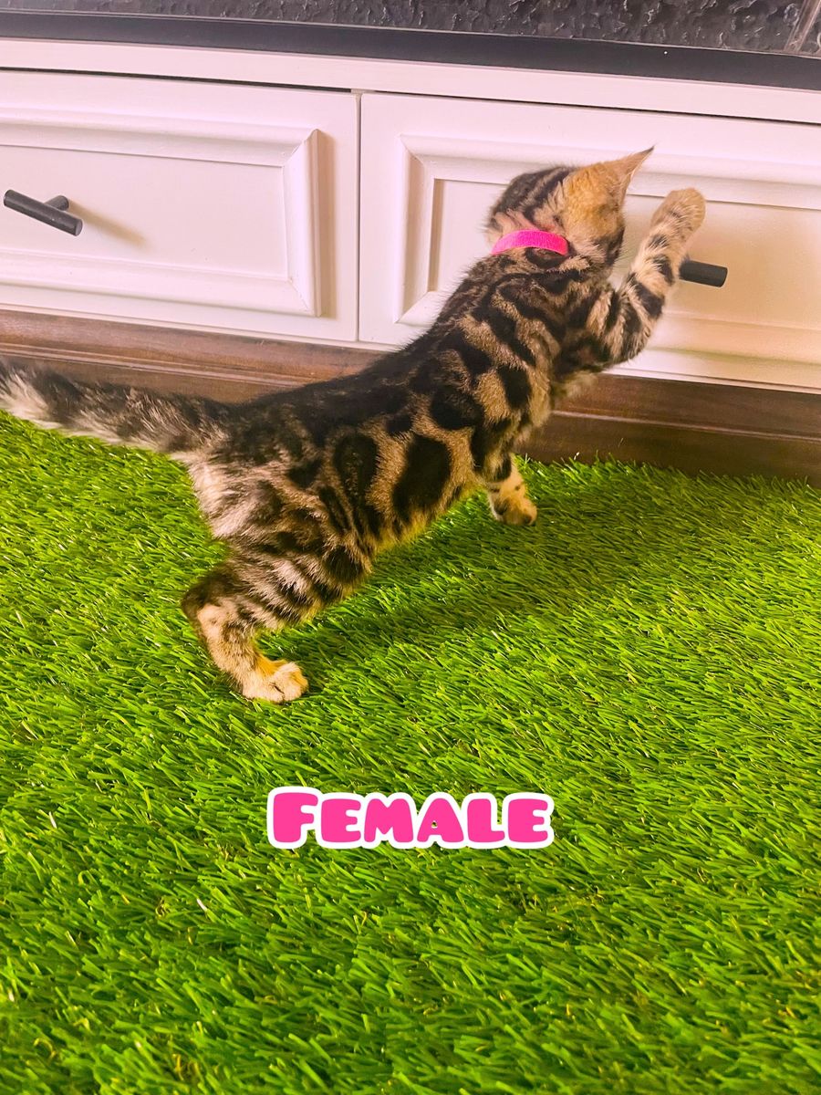 Purebred Bengal kitten Ready To go to new home