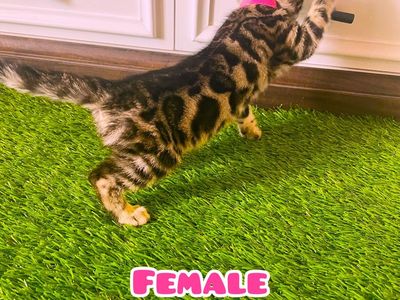 Purebred Bengal kitten Ready To go to new home