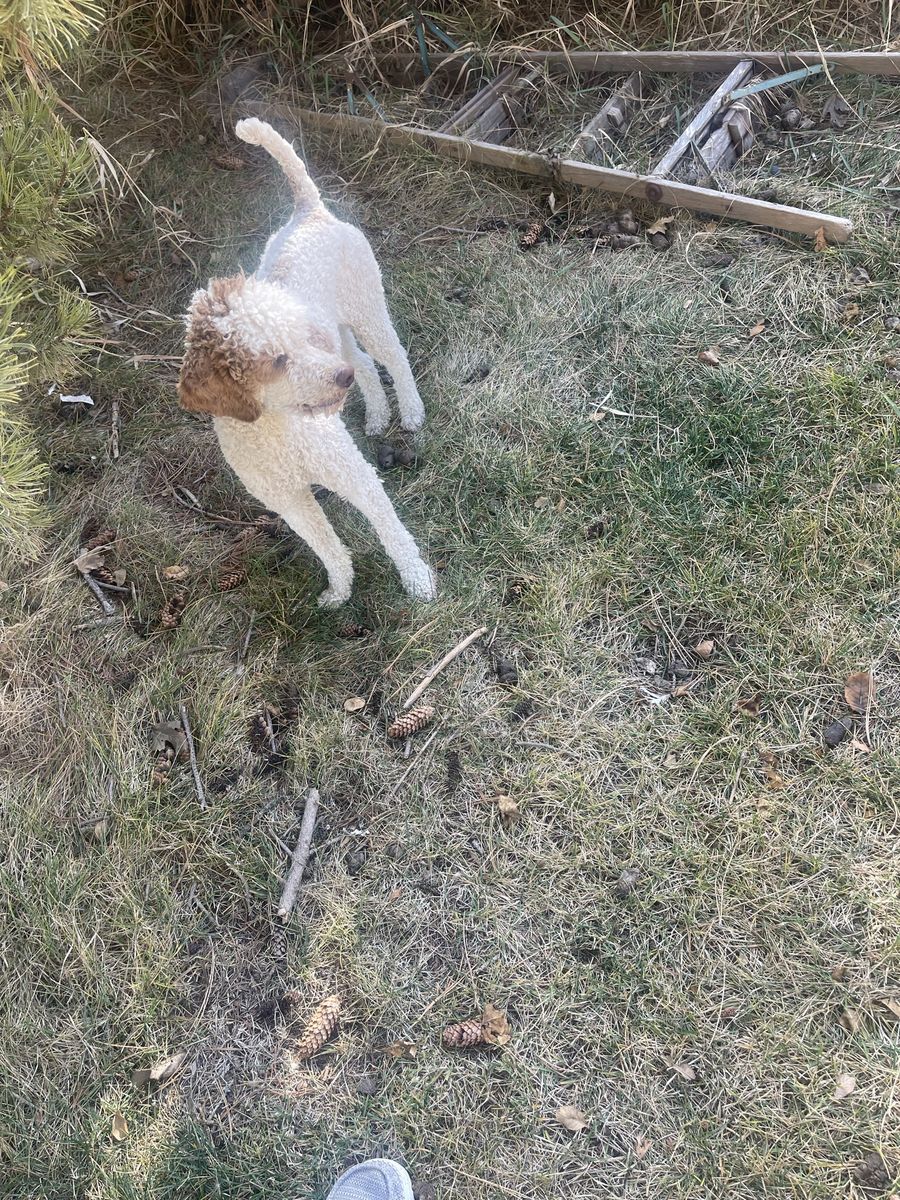 AKC Mini Poodle Male