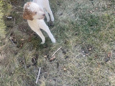 AKC Mini Poodle Male