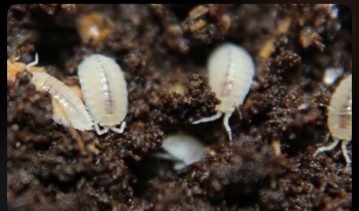 Dwarf White Isopods