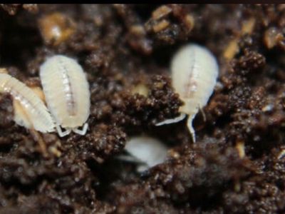 Dwarf White Isopods