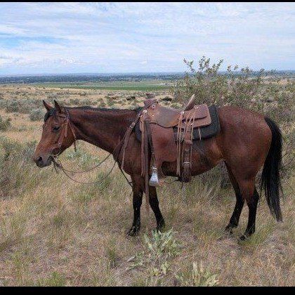 5 year old bay mare 
