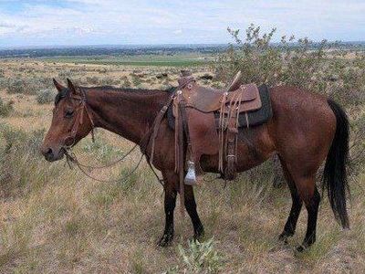 5 year old bay mare