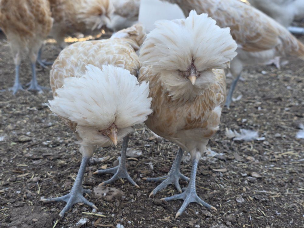 buff laced polish pullets!