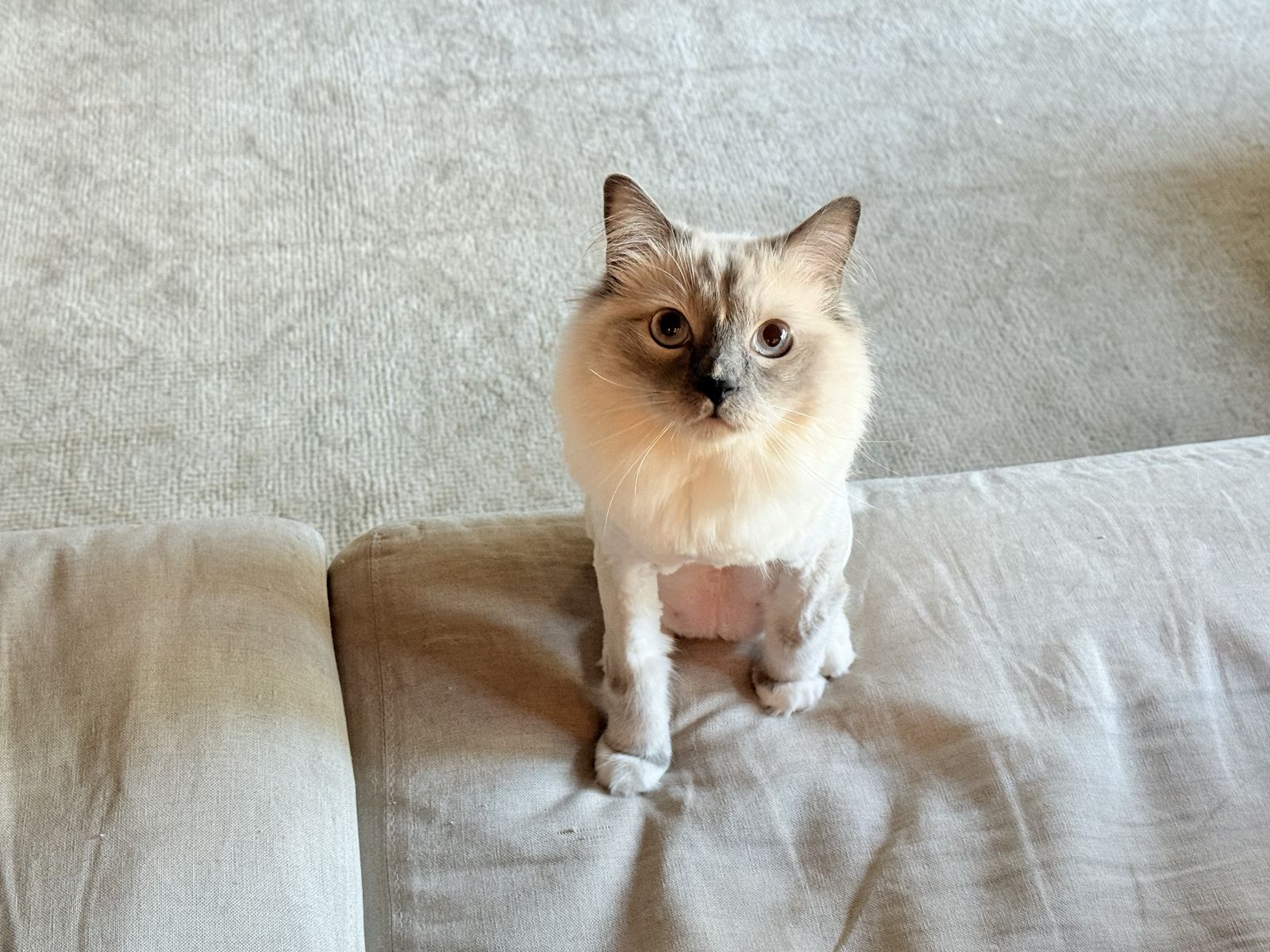 Ragdoll Cat Looking for the Right Home