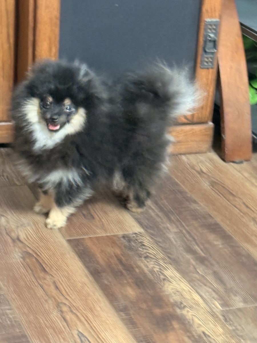 Pomeranian Dog - Black and Tan male with  huge Coat