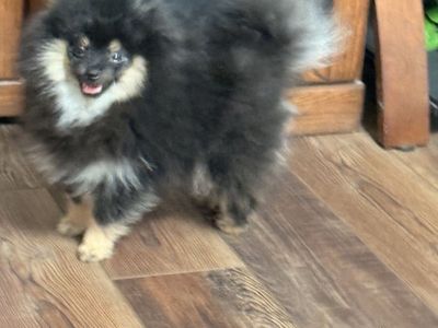 Pomeranian Dog - Black and Tan male with huge Coat
