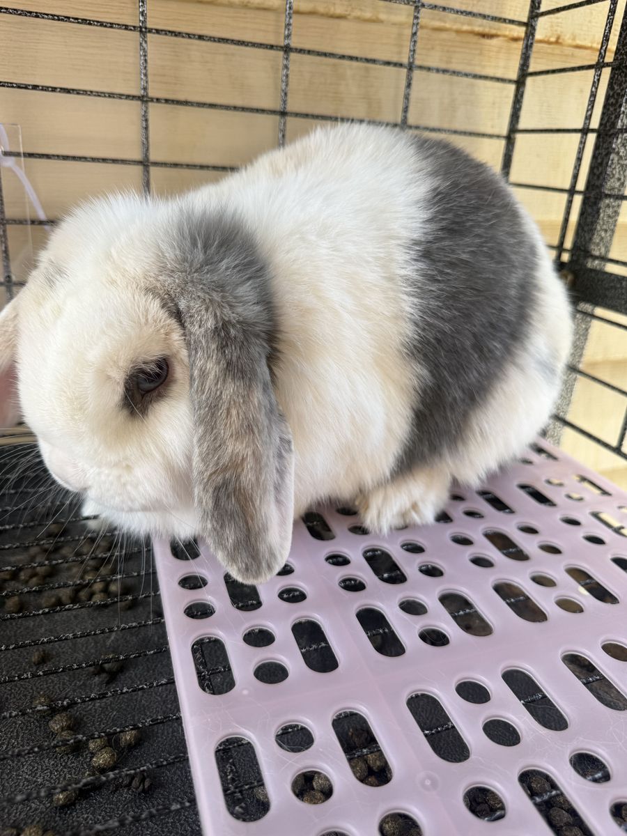 Pedigreed Holland Lop Doe