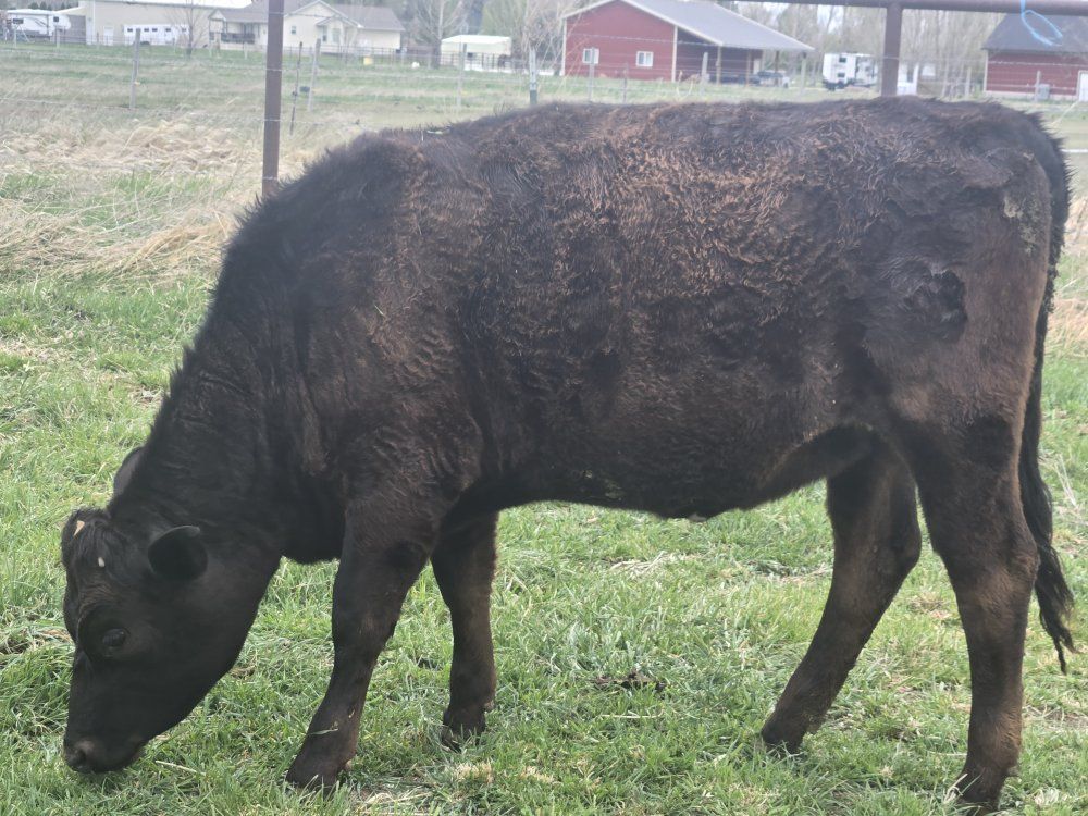 coming 2yr old bred heifer