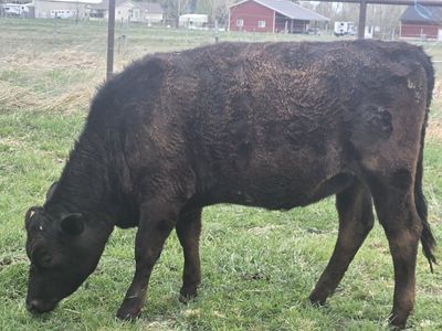 coming 2yr old bred heifer