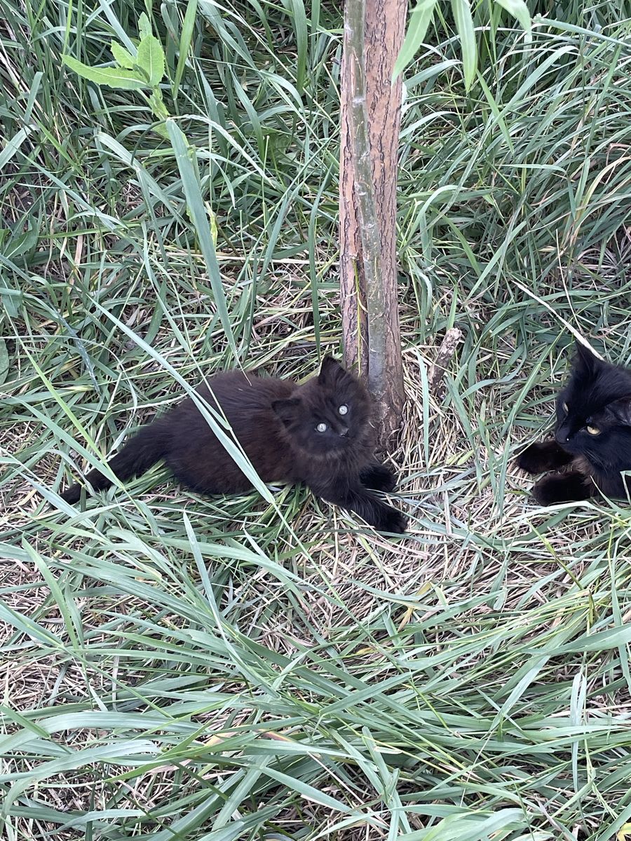 3 Black Kittens - Free to Good Home