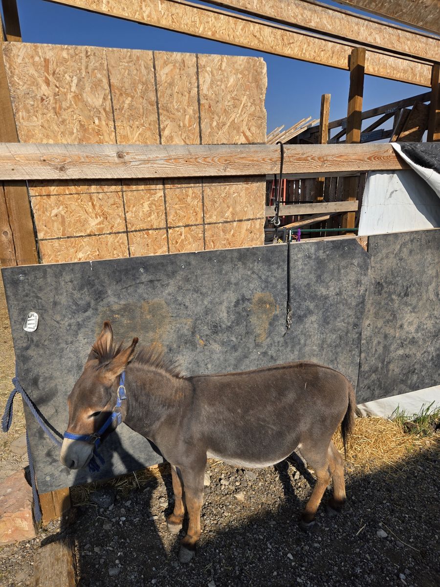 Mini Donkey for sale