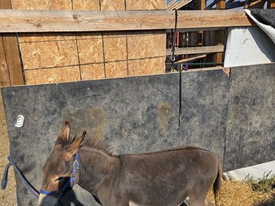 Mini Donkey for sale