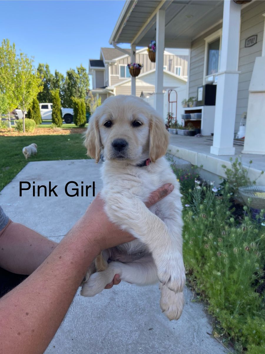 Golden Retriever Puppies