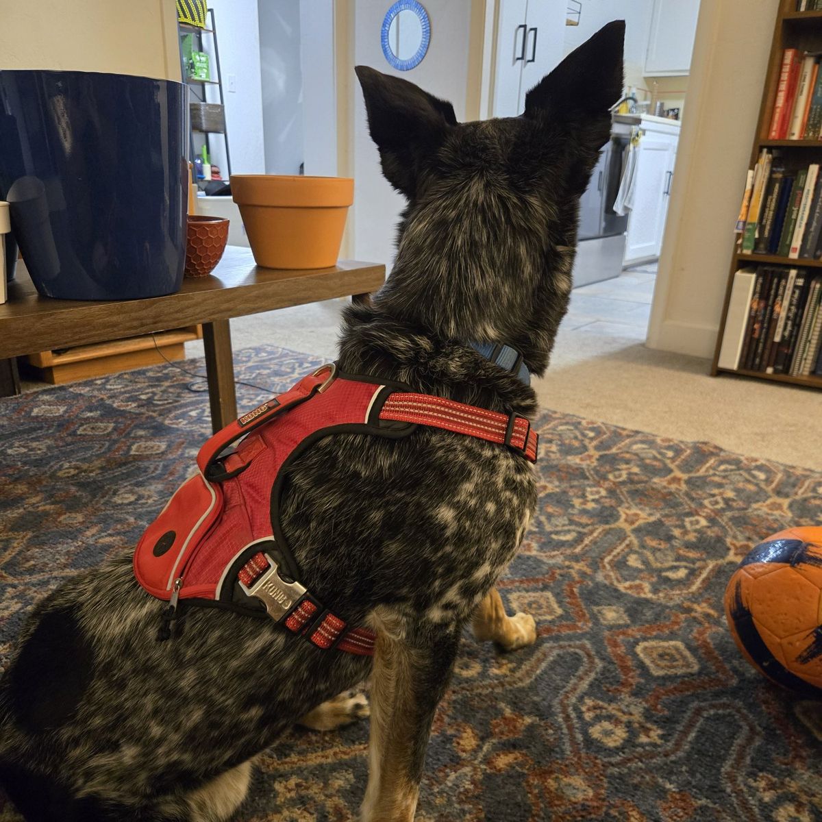 dog harness