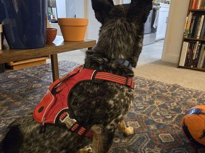 dog harness