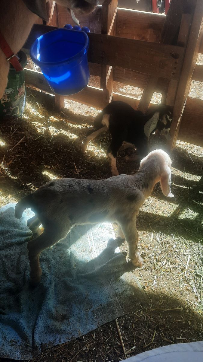 Reg. Amer. Nubian doeling