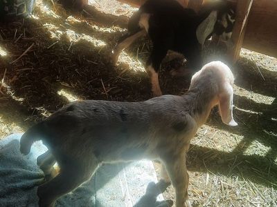 Reg. Amer. Nubian doeling