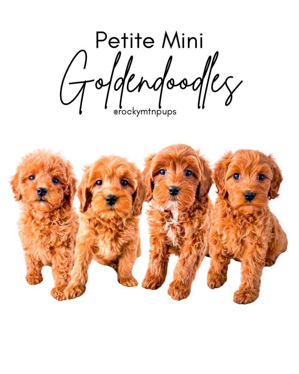 15lb Trained Mini Goldendoodle Girls Golden Doodle