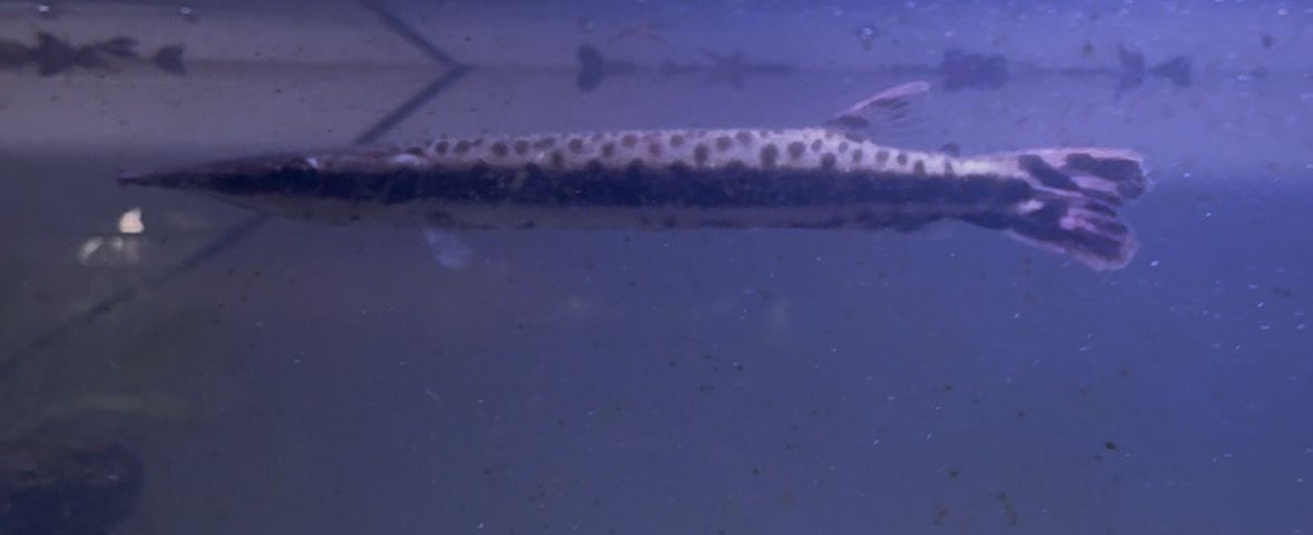 7 Marbled Gar For Sale/trade