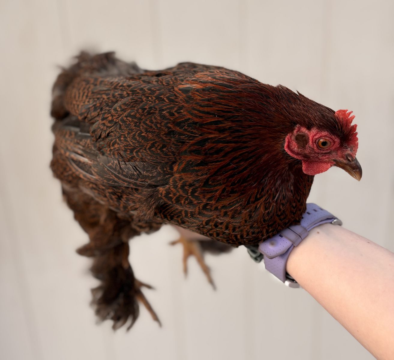 Bantam Partridge Cochin Hen Chicken