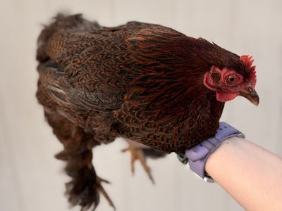 Bantam Partridge Cochin Hen Chicken