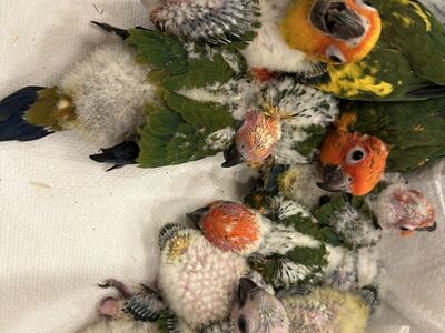 Handfeeding Sun And Green Cheeked Conures