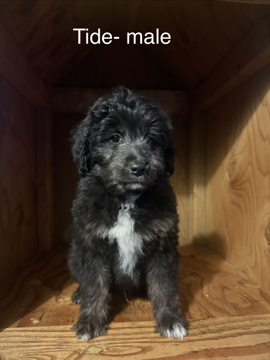 Mini Aussie/mini golden doodle puppies