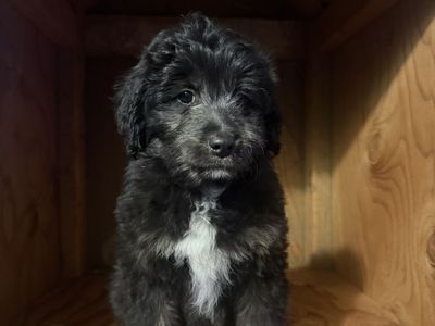 Mini Aussie/mini golden doodle puppies