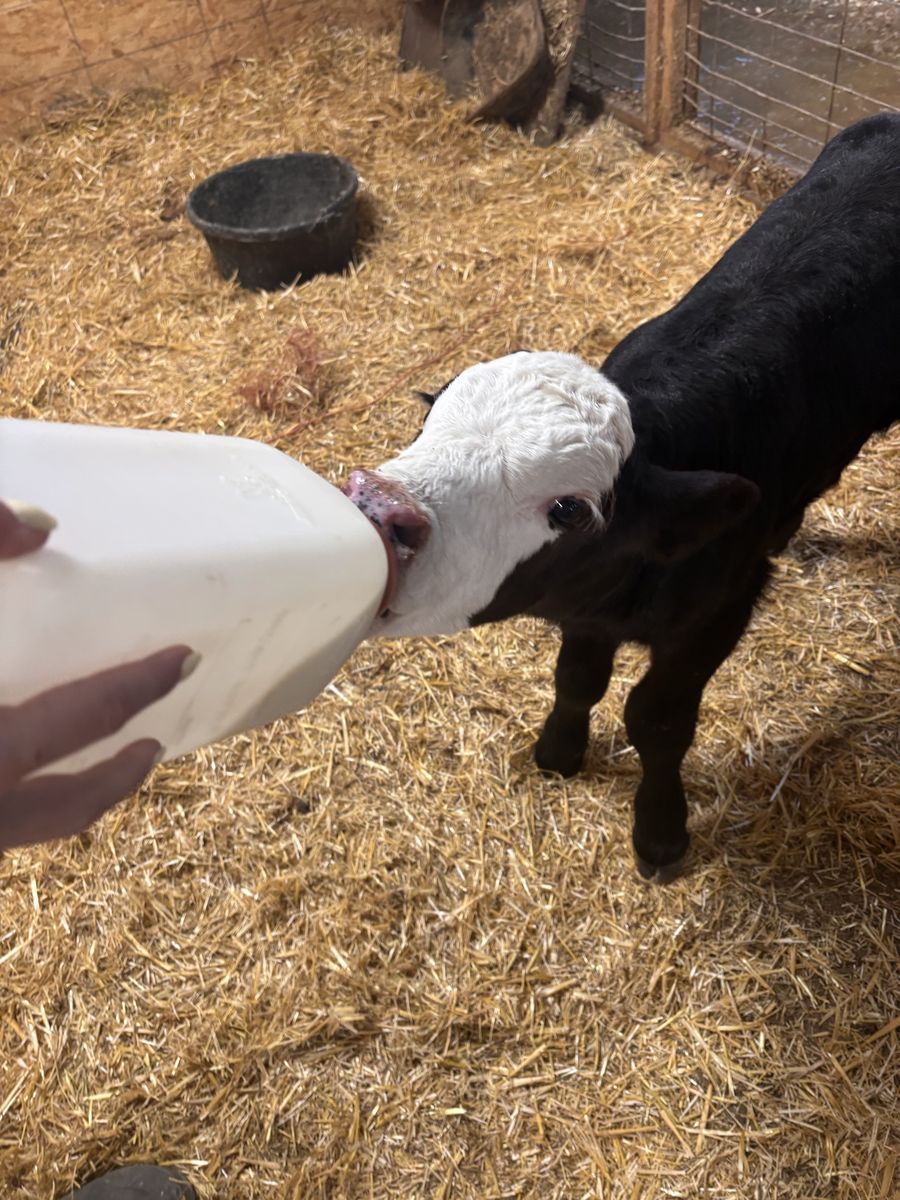 Needs a mom