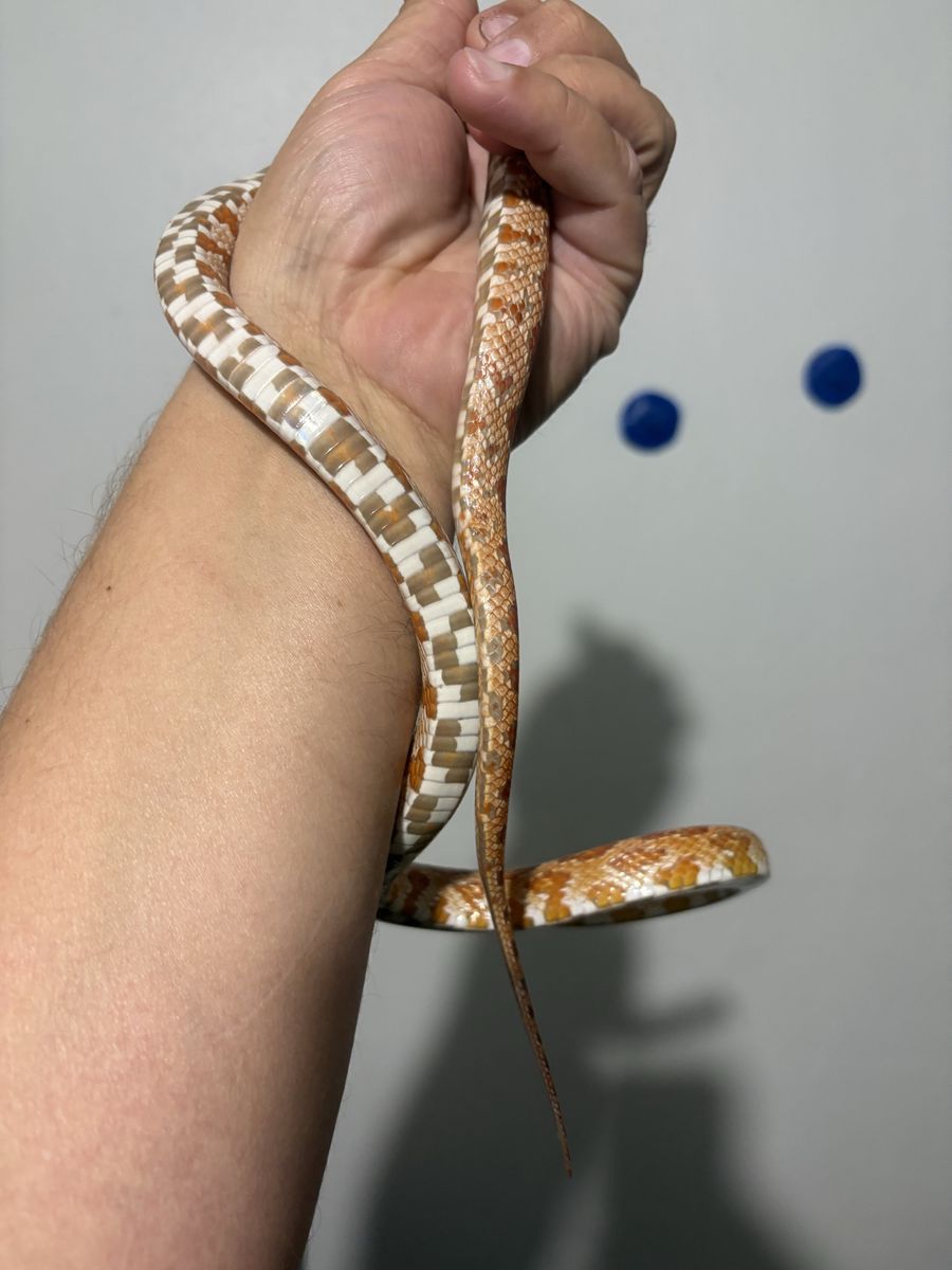 Corn snake