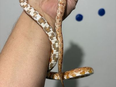 Corn snake