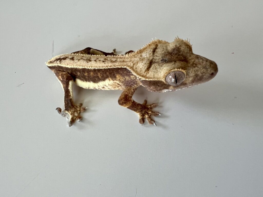 Lilly White Crested Gecko