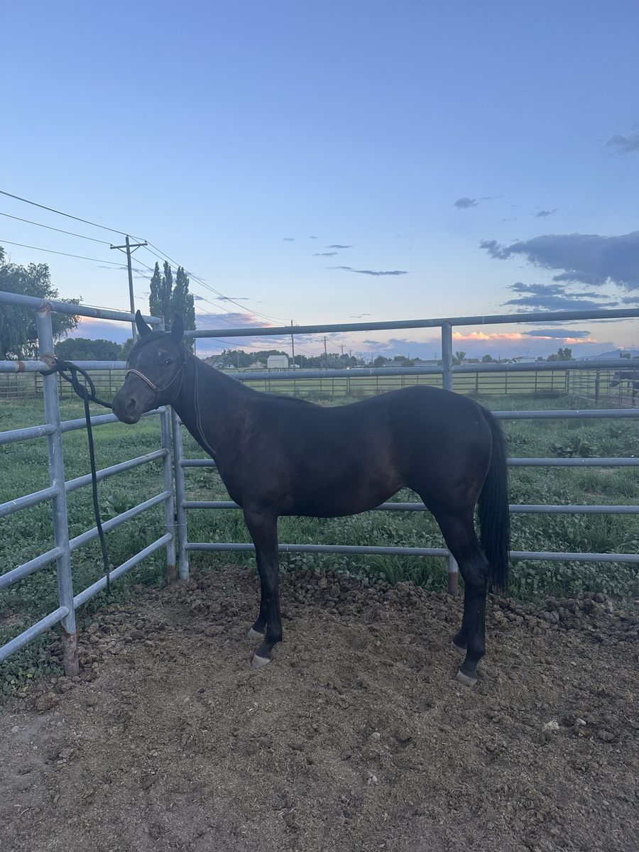 Papered yearling