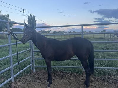 Papered yearling