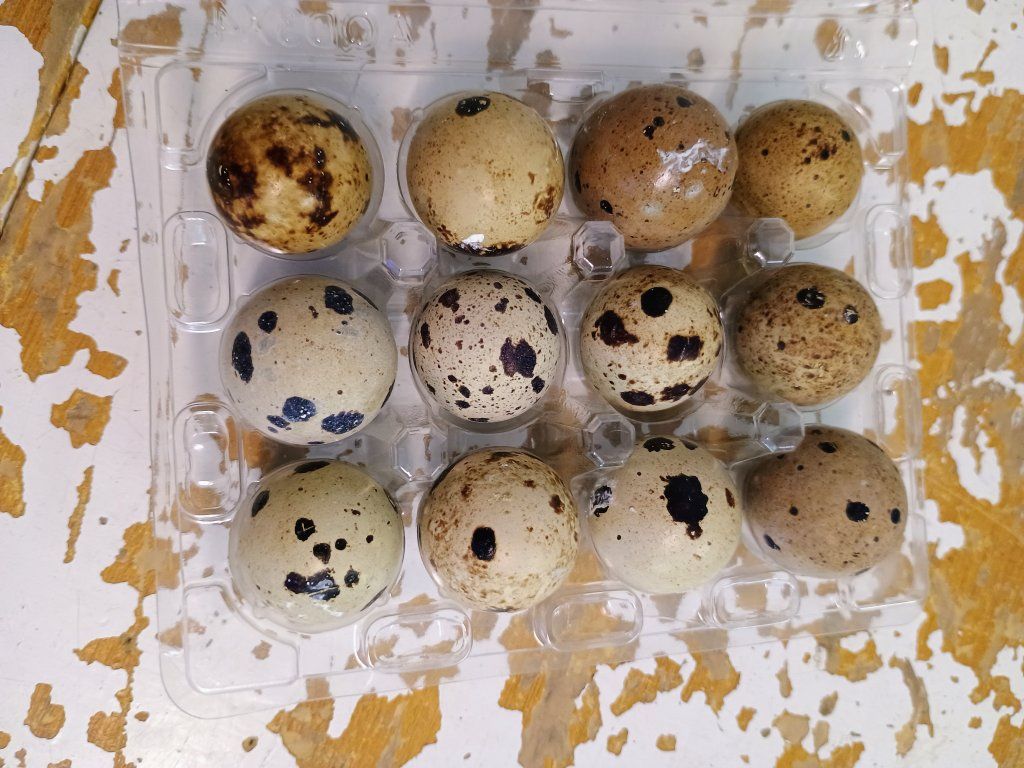 Quail eggs for eating.
