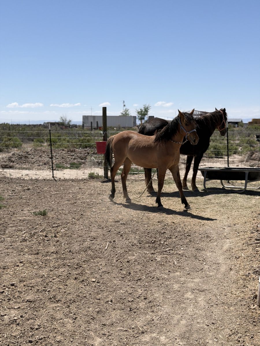 Filly up for grabs