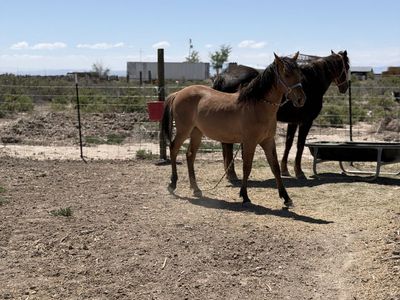 Filly up for grabs